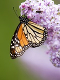 Monarch Butterfly (Danaus Plexippus) Nectaring on Lilac Flowers, Wanup, Ontario, Canada. Photographie par Don Johnston