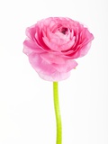 Pink Ranunculus Photographic Print by Frank Lukasseck