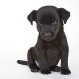 Black labrador puppy Photographic Print by Michael Kloth