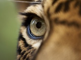 Captive Jaguar at Las Pumas Rescue Shelter Photographic Print by Paul Souders