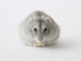 Hamster eating food Lámina fotográfica Hamster eating food Lámina fotográfica