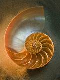 Interior of nautilus shell on sand Photographic Print by Seth Joel