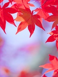 Autumnal Maple Trees Photographic Print