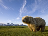 Grizzly Bear in Meadow at Hallo Bay in Katmai National Park Photographic Print by Paul Souders