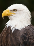 Weißkopfseeadler Fotografie-Druck
