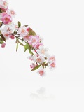 Apple blossoms Photographic Print by David Arky