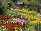 Clive Nichols - Tulips at Little Larford - Fotografik Baskı Clive Nichols - Tulips at Little Larford - Fotografik Baskı