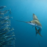 Sailfish feeding on Brazilian sardines Photographie par Stuart Westmorland