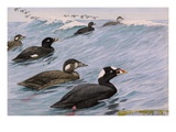 A painting of several species of scoter swimming Giclee Print by Louis Agassiz Fuertes