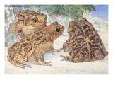 A view of the patterned Cuban toads. Giclee Print by National Geographic Society 
