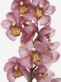 Pink Cattleya orchids Photographic Print by Jen Nelson Pink Cattleya orchids Photographic Print by Jen Nelson