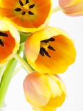 Yellow and orange tulips Photographic Print by Frank Lukasseck