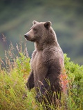 Brown Bear Standing Upright in Tall Grass at Kinak Bay Photographic Print by Paul Souders