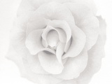 A Rose Photographic Print by Ron Rovtar