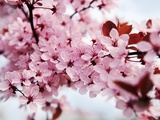Japanese Cherry Blossom Photographic Print by Kai Schwabe