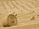 Italy, Tuscany, Harvested corn field, bales of straw Reprodukcja zdjęcia autor Fotofeeling