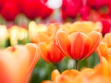 Orange and red tulips Fotografie-Druck von Frank Lukasseck