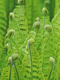 Unfurling Fronds, Fiddle Heads, (Matteuccia Struthiopteris-Ostrich Fern) Photographic Print by Ernst Kucklich