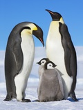Emperor penguins with chicks Valokuvavedos tekijänä Frank Krahmer