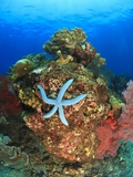 Blue Sea Star and brilliant red sea fans near Komba Island in the Flores Sea, Indonesia Photographic Print by Stuart Westmorland
