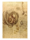 Study of fetus by Leonardo da Vinci Reproduction procédé giclée