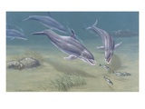 Porpoises chase mullet fish underwater Giclee Print by National Geographic Society 