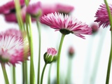 Daisies Photographic Print by Frank Krahmer