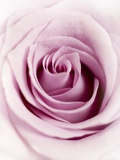 Pink Rose Photographic Print by Joy Atkinson