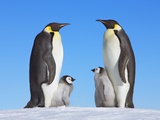 Emperor Penguins with Chicks Fotografisk tryk af Frank Krahmer Emperor Penguins with Chicks Fotografisk tryk af Frank Krahmer