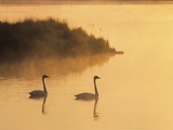 Two Adult Trumpeter Swans (cvanus Buccinator) in Morning Light at the Mouth of Junction Creek, Wald Valokuvavedos tekijänä Don Johnston Two Adult Trumpeter Swans (cvanus Buccinator) in Morning Light at the Mouth of Junction Creek, Wald Valokuvavedos tekijänä Don Johnston