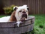 Bulldog Bathing In Washtub Photographic Print