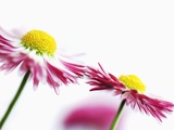 Daisies Photographic Print by Frank Krahmer