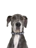 Great dane wearing a pearl necklace Photographic Print by Pauline St. Denis