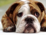 English Bulldog Photographic Print