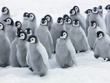 Frank Krahmer - Emperor Penguin Chicks Fotografická reprodukce