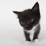 Black and white kitten Photographic Print by Michael Kloth