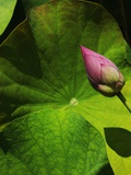 Lotus flower at Bang Pa-in Summer Palace in Thailand Photographic Print by Bruno Ehrs