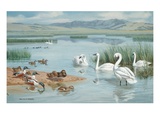Several species of ducks, coots, and swans share a sanctuary's lake Giclee Print by National Geographic Society 