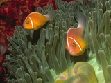 Pink Anemonefish in Magnificant Sea Anemone Photographic Print by Hal Beral
