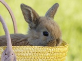 Rabbit sitting in basket, close-up Photographie par Achim Sass