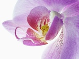 Moth Orchid Photographic Print by Frank Krahmer