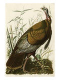 Dinde sauvage Reproduction procédé giclée par John James Audubon