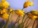 Close-up of daffodils Photographic Print by Craig Tuttle