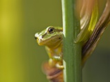 Pacific Treefrog (Hyla regilla), British Columbia. Photographic Print by Ron Watts