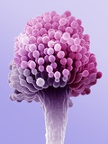 Fungus Aspergillus Photographie par David Phillips