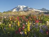 Wildflowers in Mount Rainier National Park - Washington, Mt Rainier National Park, Washington State Photographic Print
