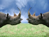 Rhinoceroses Looking at Each Other Photographic Print by Tim Davis