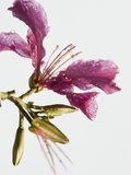 Pink Lily Photographic Print by Steve Hix
