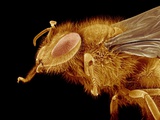 Head of a Honeybee Photographic Print by Micro Discovery 