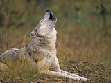 Gray Wolf howling Animal communication Autumn Rocky Mountains Canis lupus Photographic Print Gray Wolf howling Animal communication Autumn Rocky Mountains Canis lupus Photographic Print